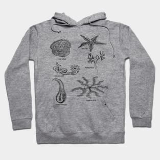 Sea Creatures | Star Fish Sea Cucumber Sea Urchin Hoodie